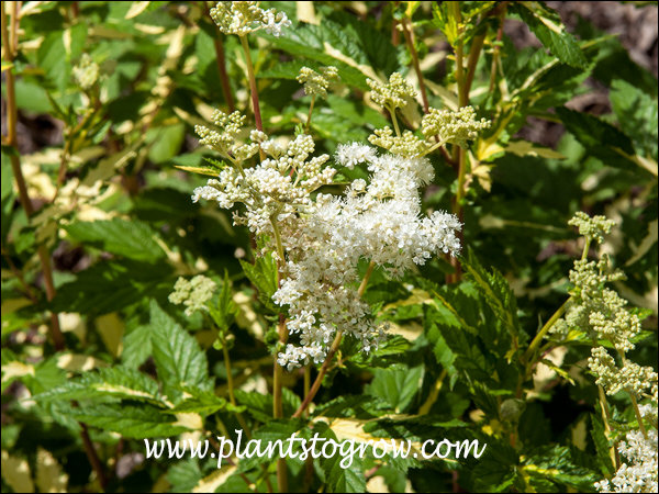 The panicle of white flowers. (July 30)